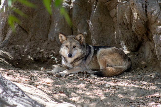 Soleil Ellen, a 3-year-old female Mexican gray wolf, was brought to he Living Desert Zoo and Gardens in April and is now part of a pack with two males at the Palm Desert, CA zoo.